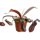 Nepenthes 'Rebecca Soper'