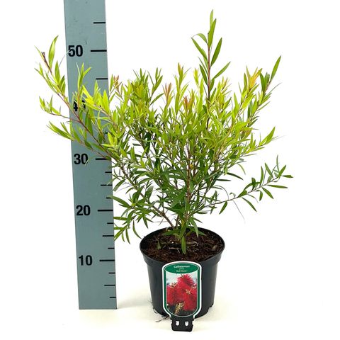 Callistemon citrinus 'Red Clusters'