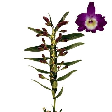 Dendrobium nobile BOUQUET PURPLE RAIN