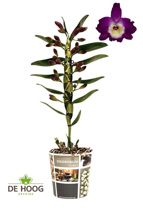 Dendrobium nobile BOUQUET PURPLE RAIN