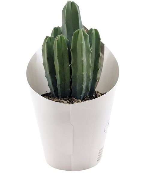 Myrtillocactus geometrizans