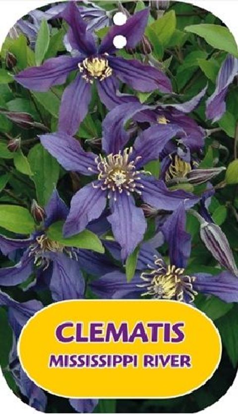 Clematis MISSISSIPPI RIVER (D)