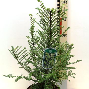 Ulmus parvifolia 'Sagei'