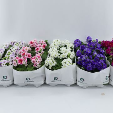 Primula obconica SWEET KISSES AMORE MIX