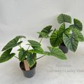 Alocasia 'Lukiwan'