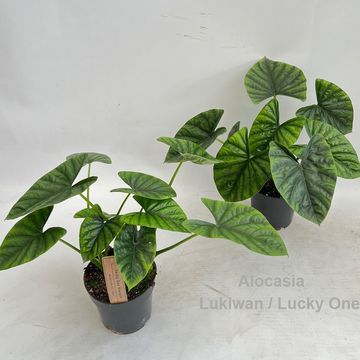 Alocasia 'Lukiwan'