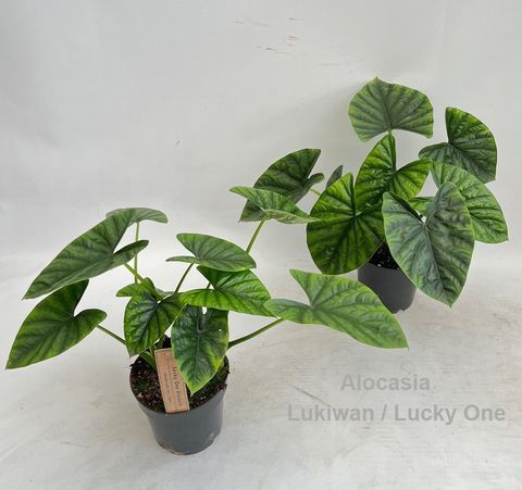 Alocasia 'Lukiwan'