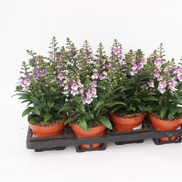 Angelonia ANGELMIST LAVENDER BICOLOR