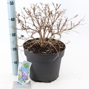 Buddleja davidii BUTTERFLY CANDY LILA SWEETHEART