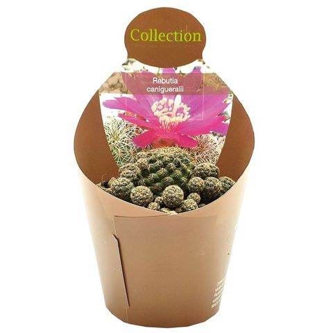 Sulcorebutia canigueralii