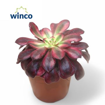 Aeonium 'Medusa'