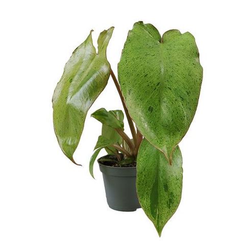 Philodendron 'Paraiso Verde'