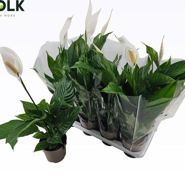 Spathiphyllum 'Sweet Silvio'