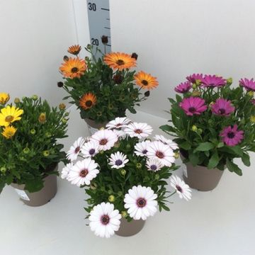 Osteospermum ASTRA MIX