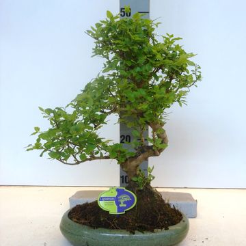 Ligustrum sinense
