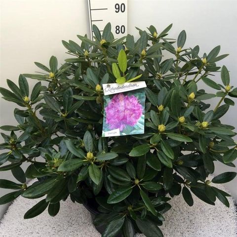 Rhododendron 'Катавбинзе Бурсо'