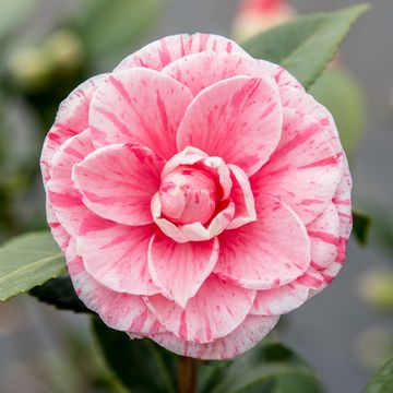 Camellia japonica 'Bonomiana'