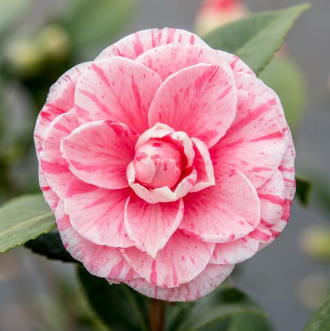 Camellia japonica 'Bonomiana'