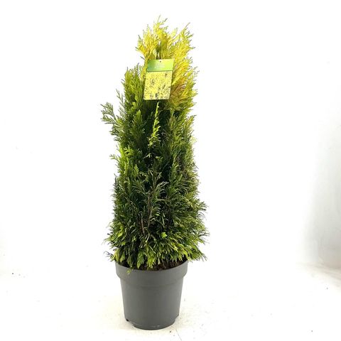 Thuja plicata '4ever'