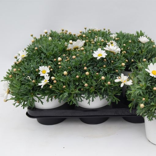 Argyranthemum frutescens (Green Collect Sales)