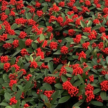Skimmia japonica 'Temptation'