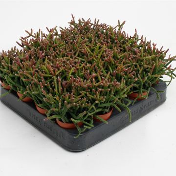 Rhipsalis burchellii