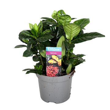 Gardenia jasminoides