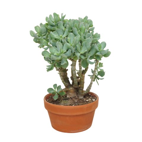 Crassula arborescens