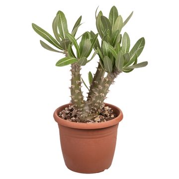 Pachypodium saundersii