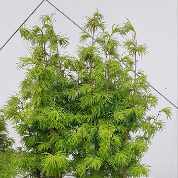 Pseudolarix amabilis