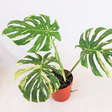 Monstera 'Thai Constellation'