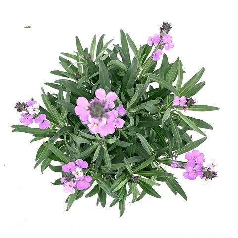 Erysimum 'Bowles' Mauve'