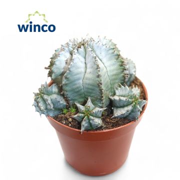 Euphorbia horrida alba