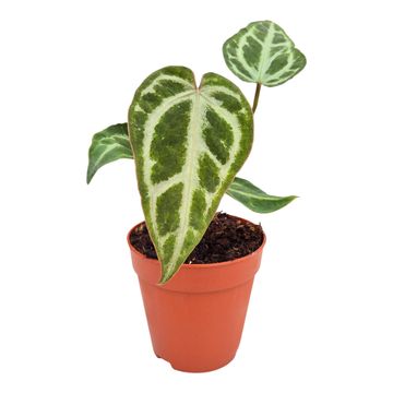 Anthurium 'Snow Queen'