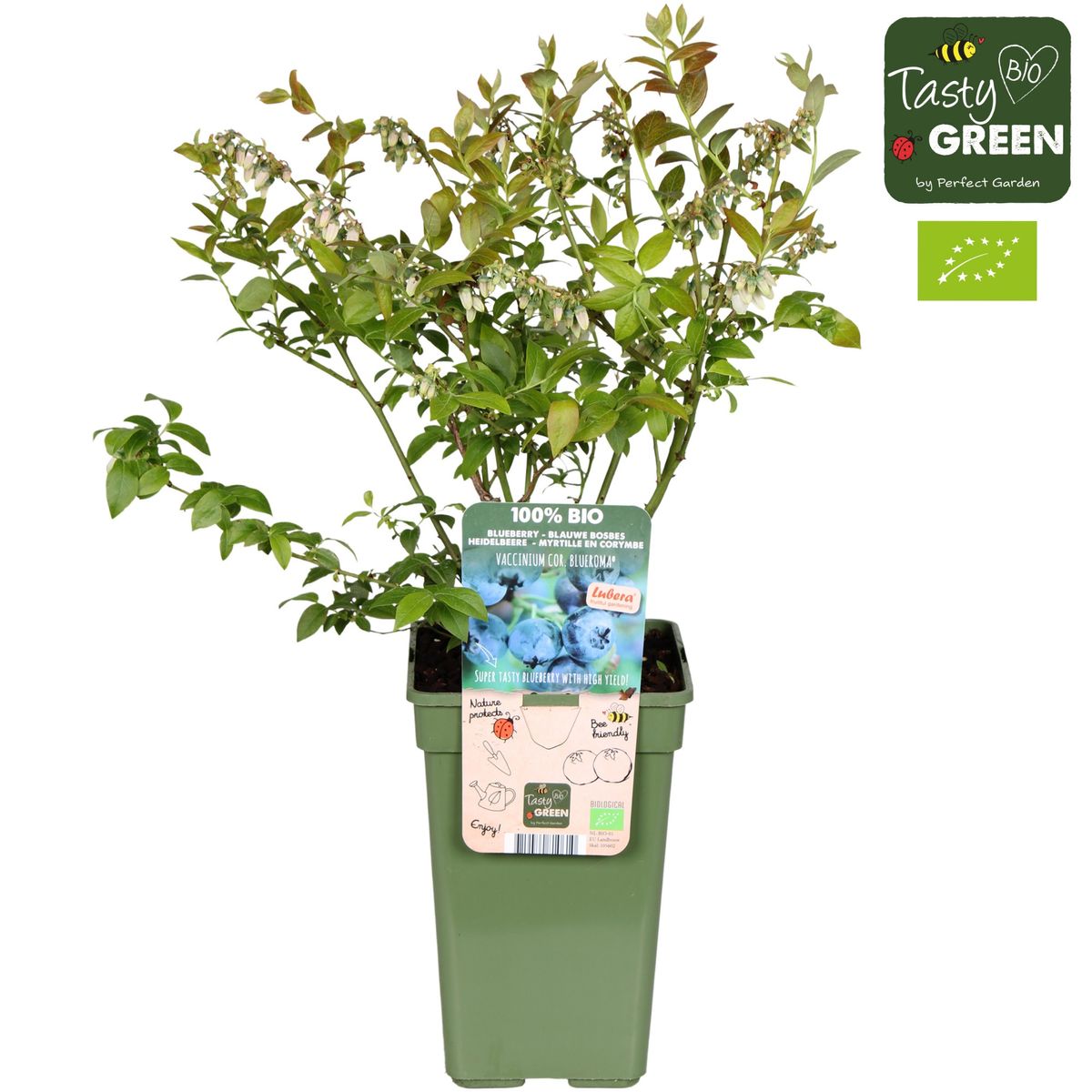 Vaccinium Corymbosum BLUE ROMA Plant Wholesale FlorAccess vaccinium-corymbosum-blue-roma-plant-wholesale-floraccess