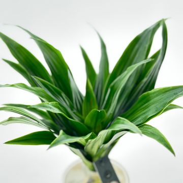 Arrangement Dracaena