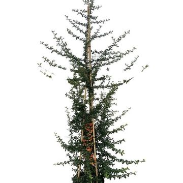 Pyracantha SAPHYR ORANGE