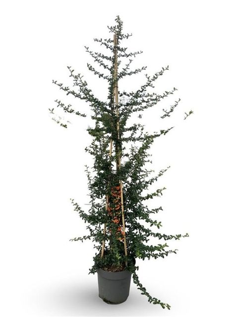 Pyracantha SAPHYR ORANGE