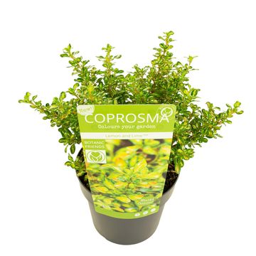 Coprosma 'Lemon and Lime'