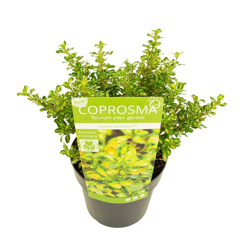 Coprosma 'Lemon and Lime'