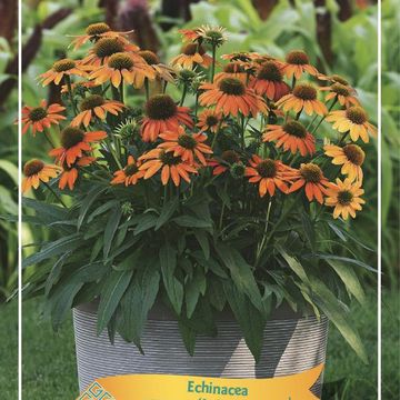Echinacea LAKOTA ORANGE
