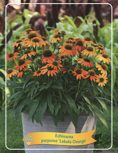 Echinacea LAKOTA ORANGE