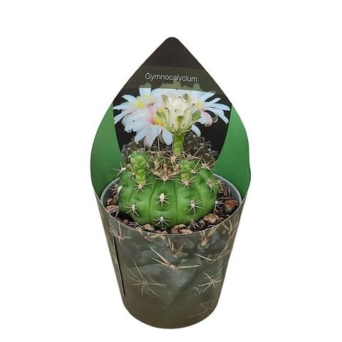 Gymnocalycium anisitsii