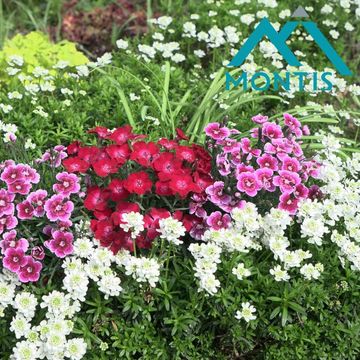 Dianthus OSCAR MIX