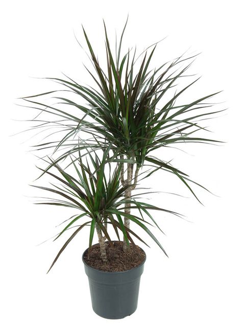 Dracaena marginata 'Magenta'