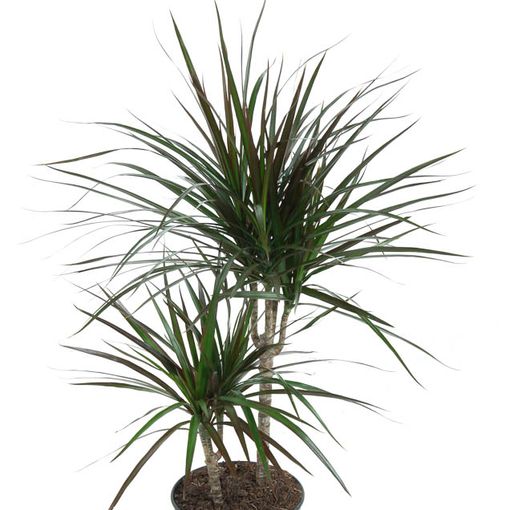 Dracaena marginata 'Magenta'