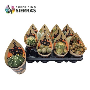 Cactus MIX