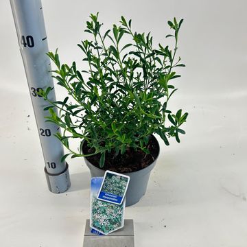 Eriostemon myoporoides