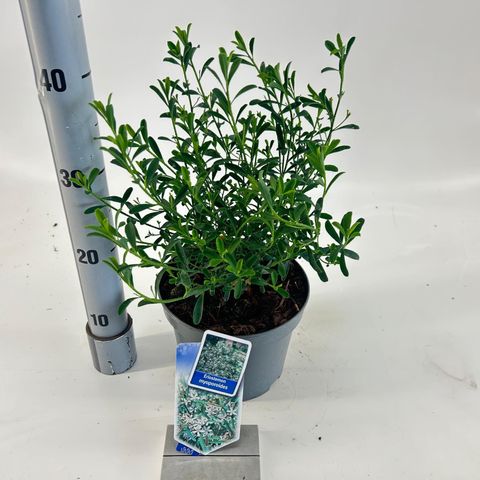 Eriostemon myoporoides