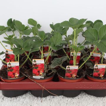 Fragaria x ananassa 'Daroyal'